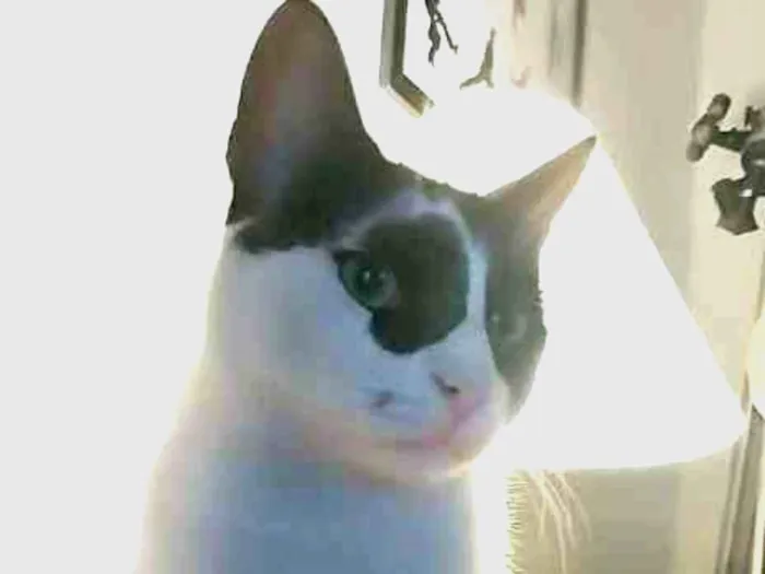 Gato ra a Indefinida idade 3 anos nome Théo
