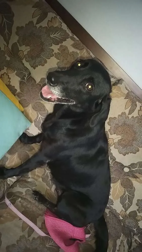 Cachorro ra a Vira lata idade 5 anos nome Sem coleira