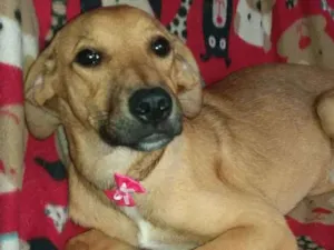 Cachorro raça Srd idade 2 a 6 meses nome Felicia