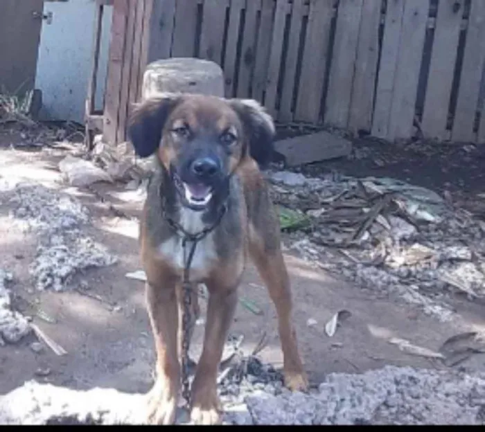 Cachorro ra a Vira lata idade 5 anos nome Spaik