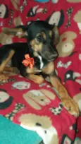 Maju
