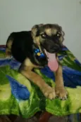 Chicó