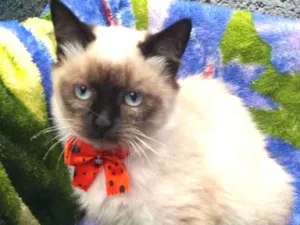 Gato raça Srd idade 2 a 6 meses nome Mia