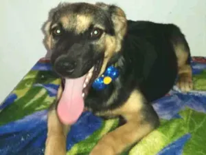 Cachorro raça Srd idade 7 a 11 meses nome Chicó