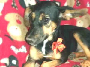 Cachorro raça Srd idade 2 a 6 meses nome Maju