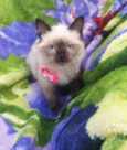 Mimi