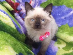 Gato raça Srd idade 2 a 6 meses nome Mimi