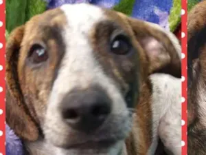 Cachorro raça Srd idade 2 a 6 meses nome Bily
