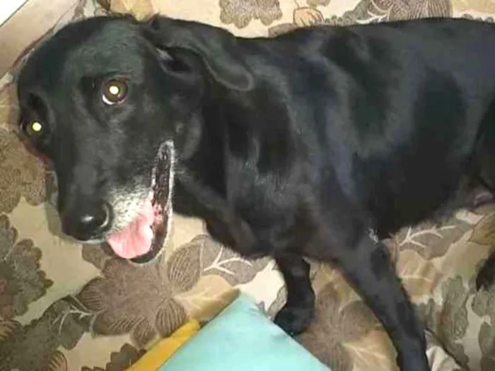 Cachorro ra a Vira lata idade 5 anos nome Sem coleira