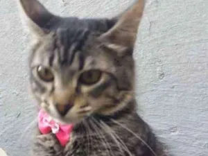 Gato raça Srd idade 2 a 6 meses nome Safira