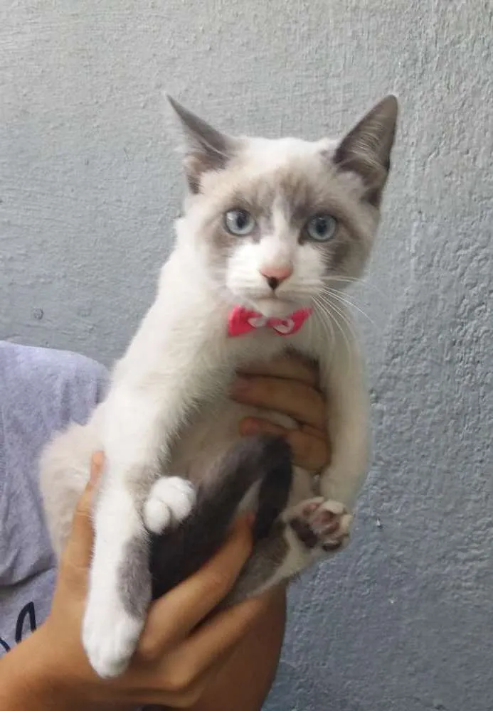 Gato ra a Srd idade 2 a 6 meses nome Nina