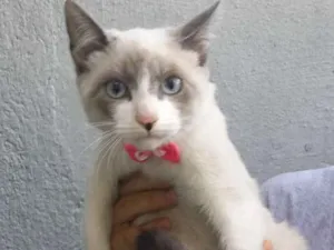 Gato raça Srd idade 2 a 6 meses nome Nina