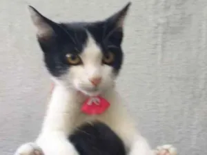 Gato raça Srd idade 2 a 6 meses nome Suzy