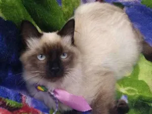 Gato raça Srd idade 2 a 6 meses nome Godofredo