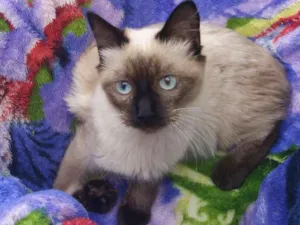 Gato raça Srd idade 2 a 6 meses nome Nino