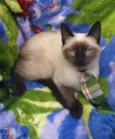 Gato