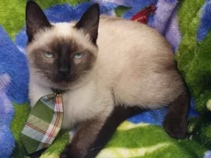 Gato raça Srd idade 2 a 6 meses nome Gato