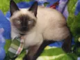 Gato