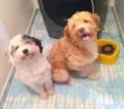 Caramelo e Spot