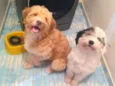 Caramelo e Spot