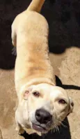 Luma
