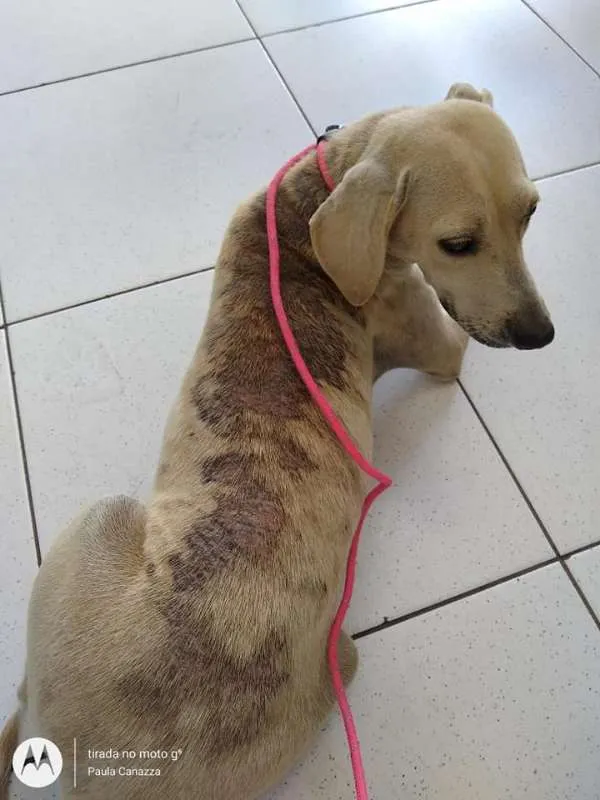 Cachorro ra a SRD idade 2 anos nome Luma
