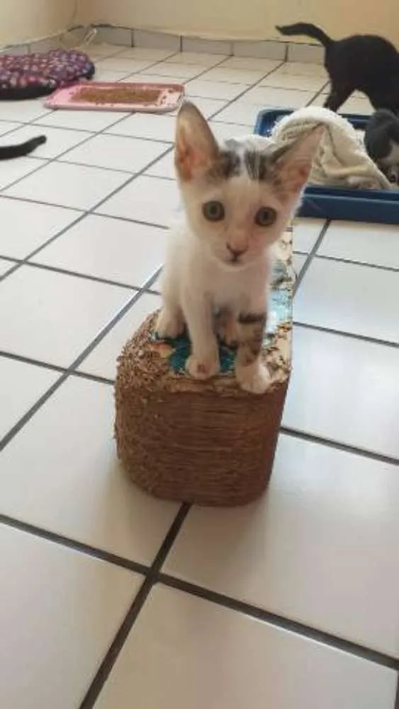 Gato raça Srd idade 2 a 6 meses nome Monica