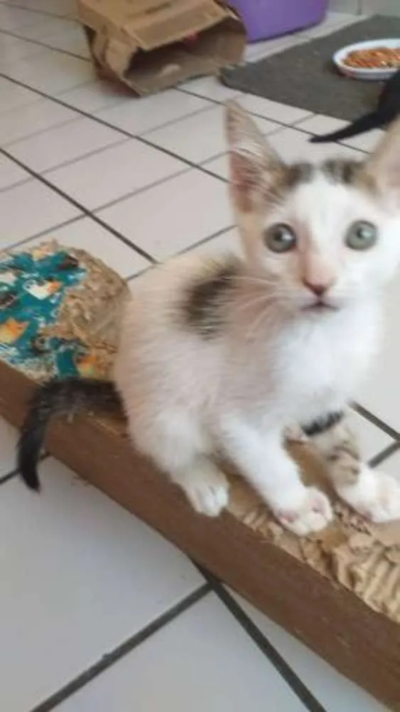 Gato raça Srd idade 2 a 6 meses nome Monica