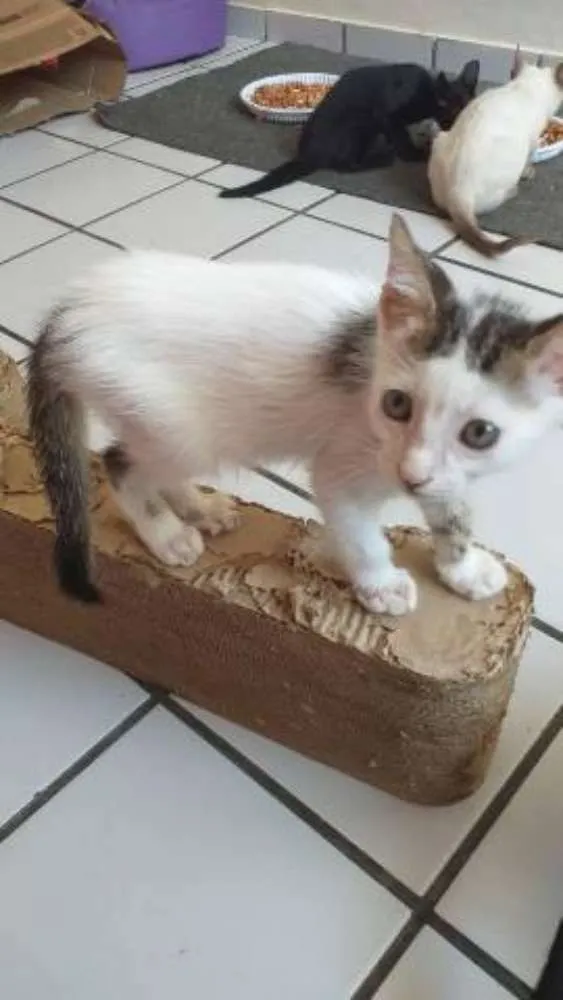Gato raça Srd idade 2 a 6 meses nome Monica
