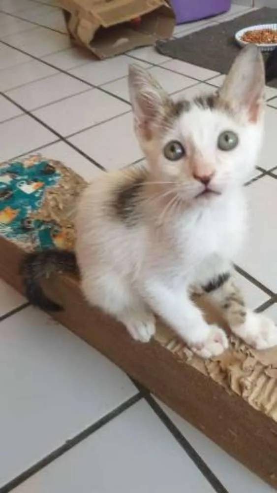 Gato raça Srd idade 2 a 6 meses nome Monica