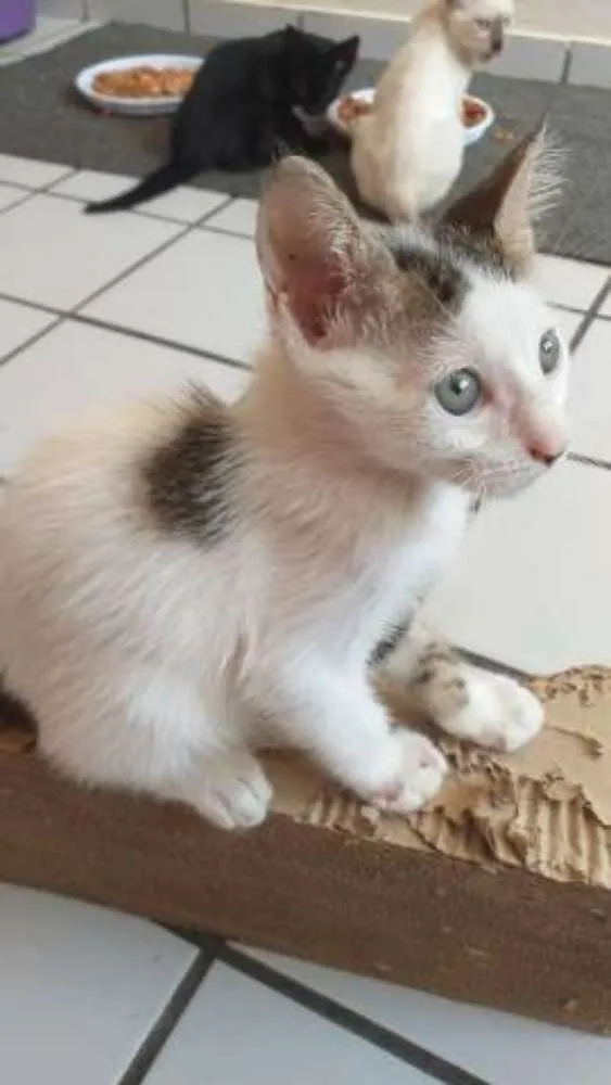 Gato raça Srd idade 2 a 6 meses nome Monica