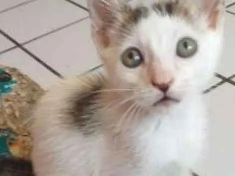 Gato raça Srd idade 2 a 6 meses nome Monica