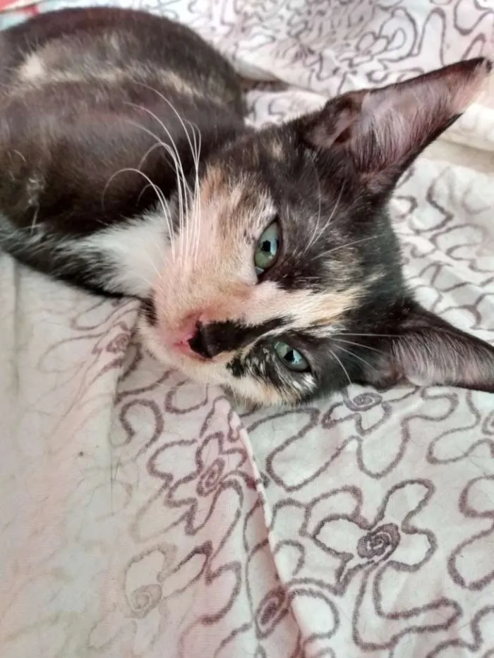 Gato raça Srd idade 2 a 6 meses nome Monalisa