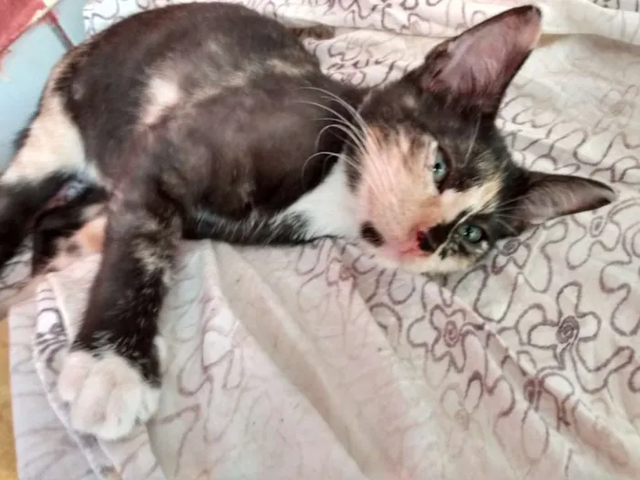 Gato raça Srd idade 2 a 6 meses nome Monalisa