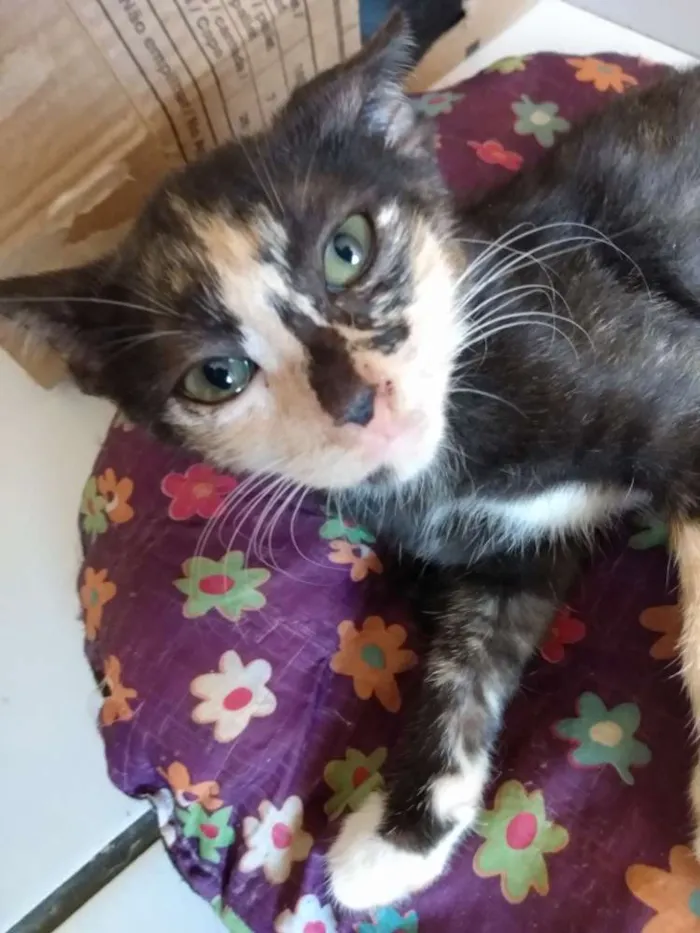 Gato raça Srd idade 2 a 6 meses nome Monalisa