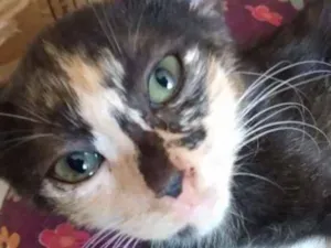 Gato raça Srd idade 2 a 6 meses nome Monalisa
