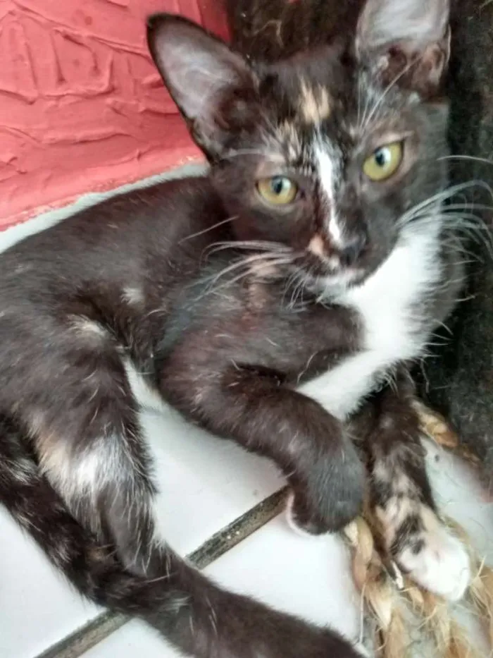 Gato raça Srd idade 2 a 6 meses nome Luiza