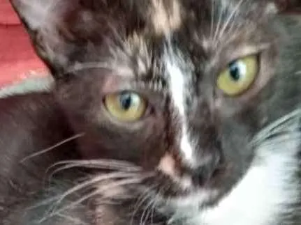 Gato raça Srd idade 2 a 6 meses nome Luiza