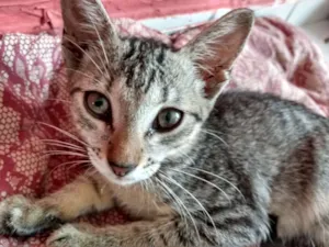 Gato raça Srd idade 2 a 6 meses nome Alice