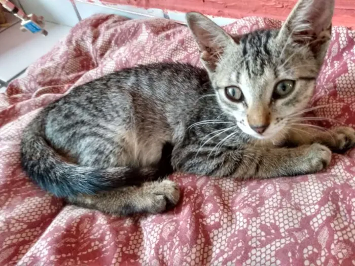 Gato raça Srd idade 2 a 6 meses nome Alice
