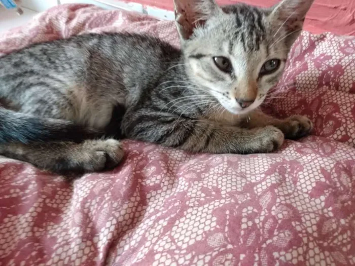 Gato raça Srd idade 2 a 6 meses nome Alice
