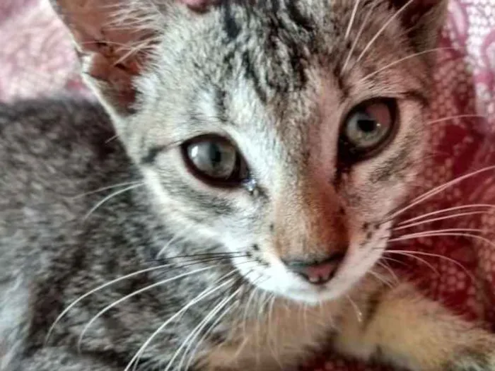 Gato raça Srd idade 2 a 6 meses nome Alice