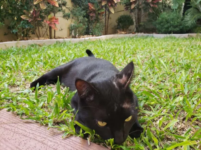 Gato ra a SRD idade 1 ano nome THOTH