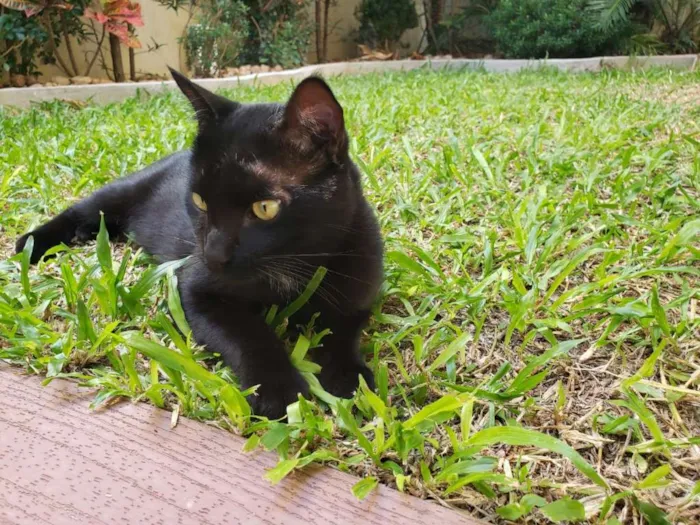 Gato ra a SRD idade 1 ano nome THOTH