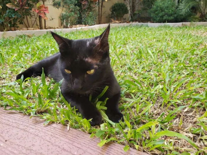 Gato ra a SRD idade 1 ano nome THOTH