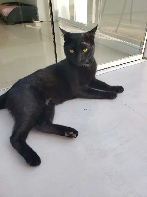 Gato ra a SRD idade 1 ano nome THOTH