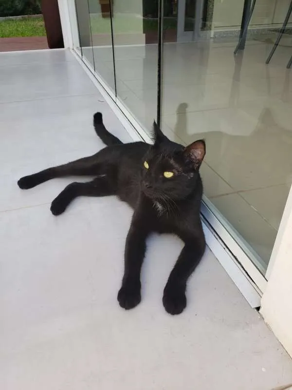 Gato ra a SRD idade 1 ano nome THOTH