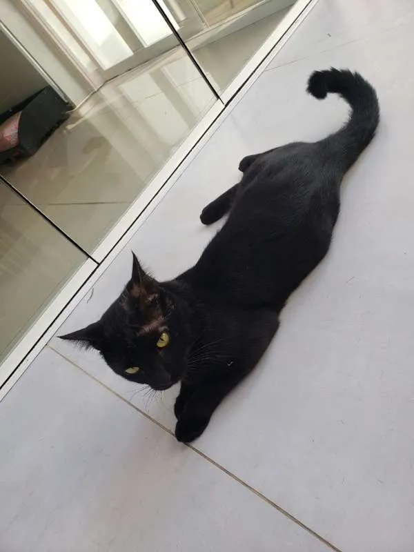 Gato ra a SRD idade 1 ano nome THOTH