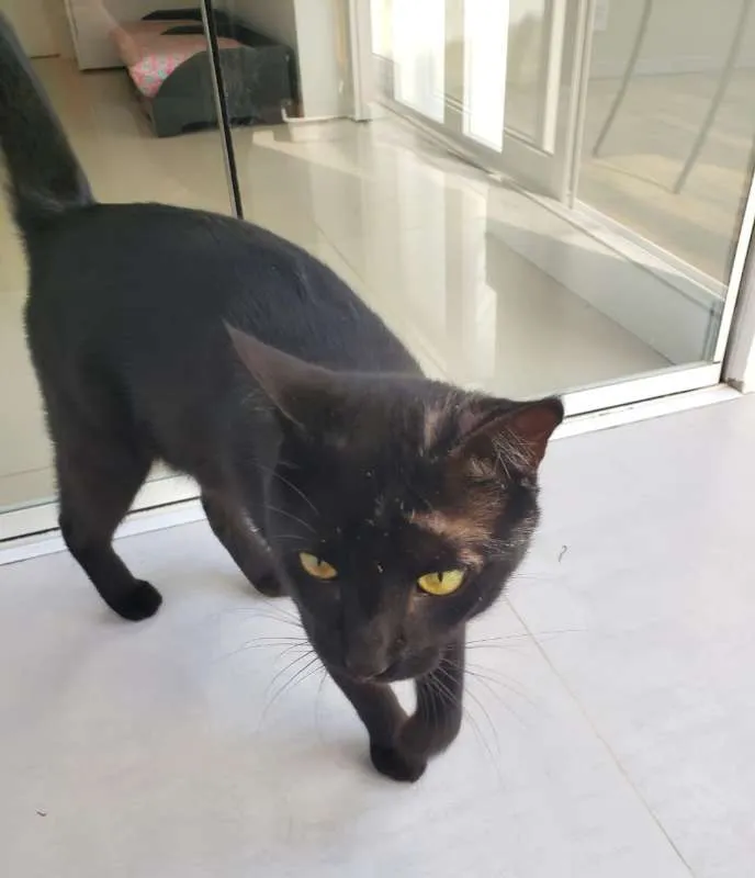 Gato ra a SRD idade 1 ano nome THOTH