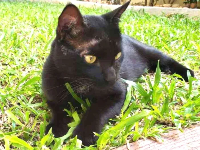Gato ra a SRD idade 1 ano nome THOTH